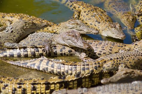 hermes crocodile farm